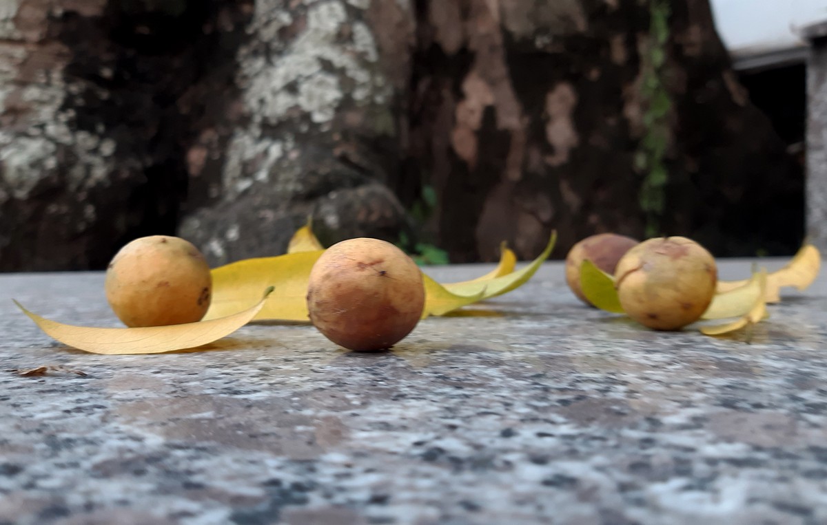 "Để trái sấu chín lăn lăn trên hè..." ("Hà Nội, những năm 2000" - Trần Tiến)