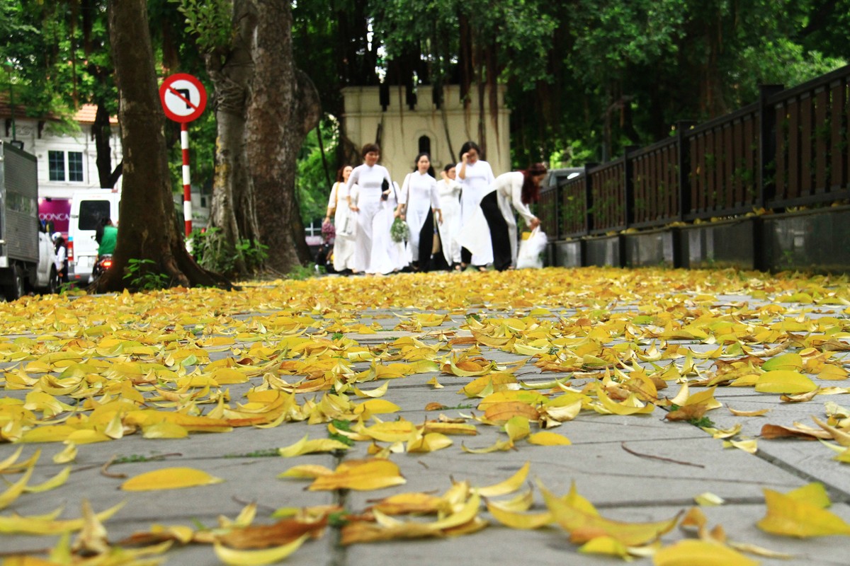 Và dẫn dụ biết bao tà áo trắng.