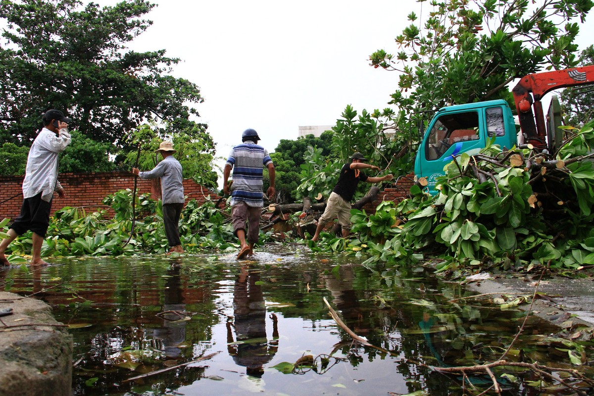 Nhiều cây xanh bị ngã đổ, đòi hỏi nhiều thời gian xử lý. Nhiều cây xanh bị ngã đổ, đòi hỏi nhiều thời gian xử lý.