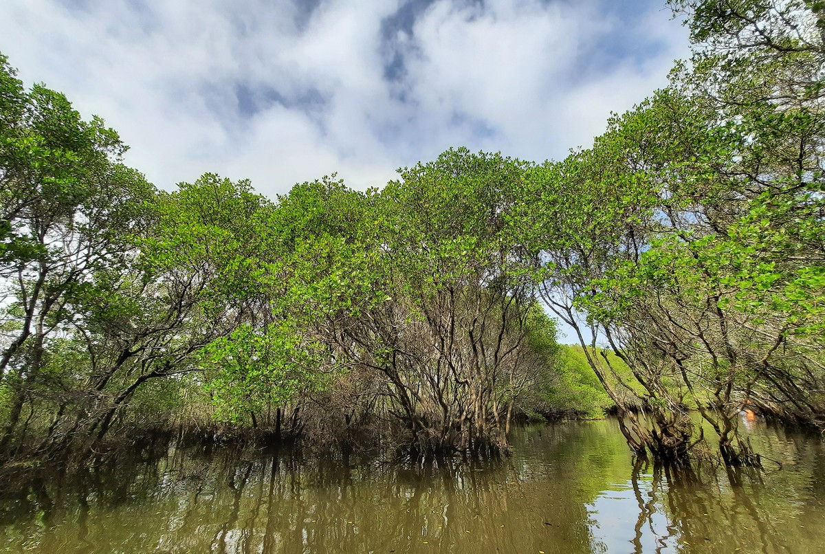 Vẻ đẹp rừng ngập mặn.