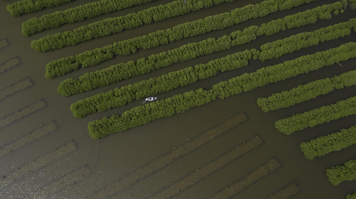 Rừng ngập mặn nhìn từ trên cao.