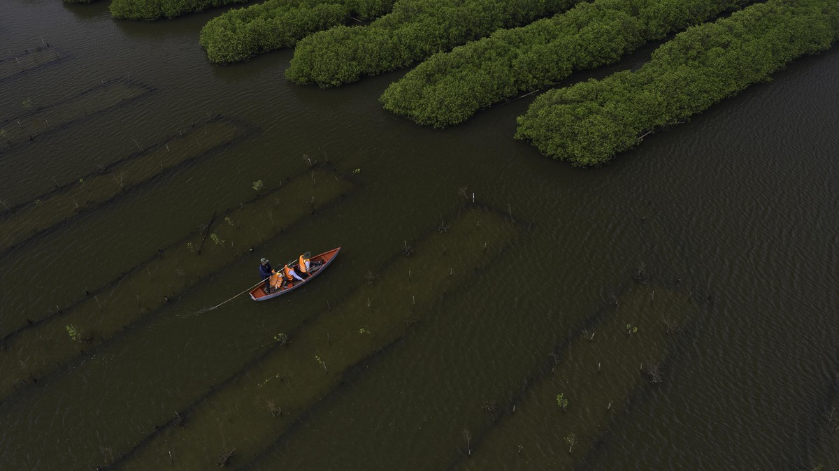 Khu vực ngập mặn được "đánh luống" trước khi trồng cây.
