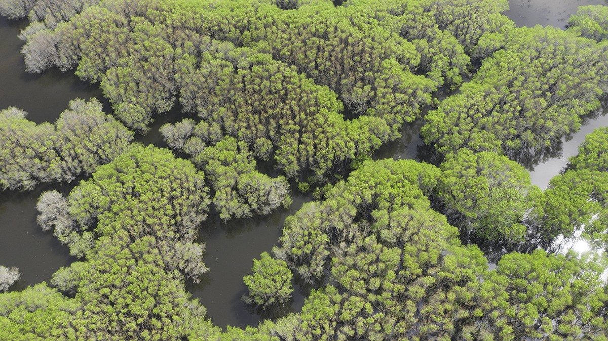 Đến mùa Cóc trắng trổ bông (tùy diễn biến thời tiết), rừng ngập mặn như khoác lên mình bộ áo mới.