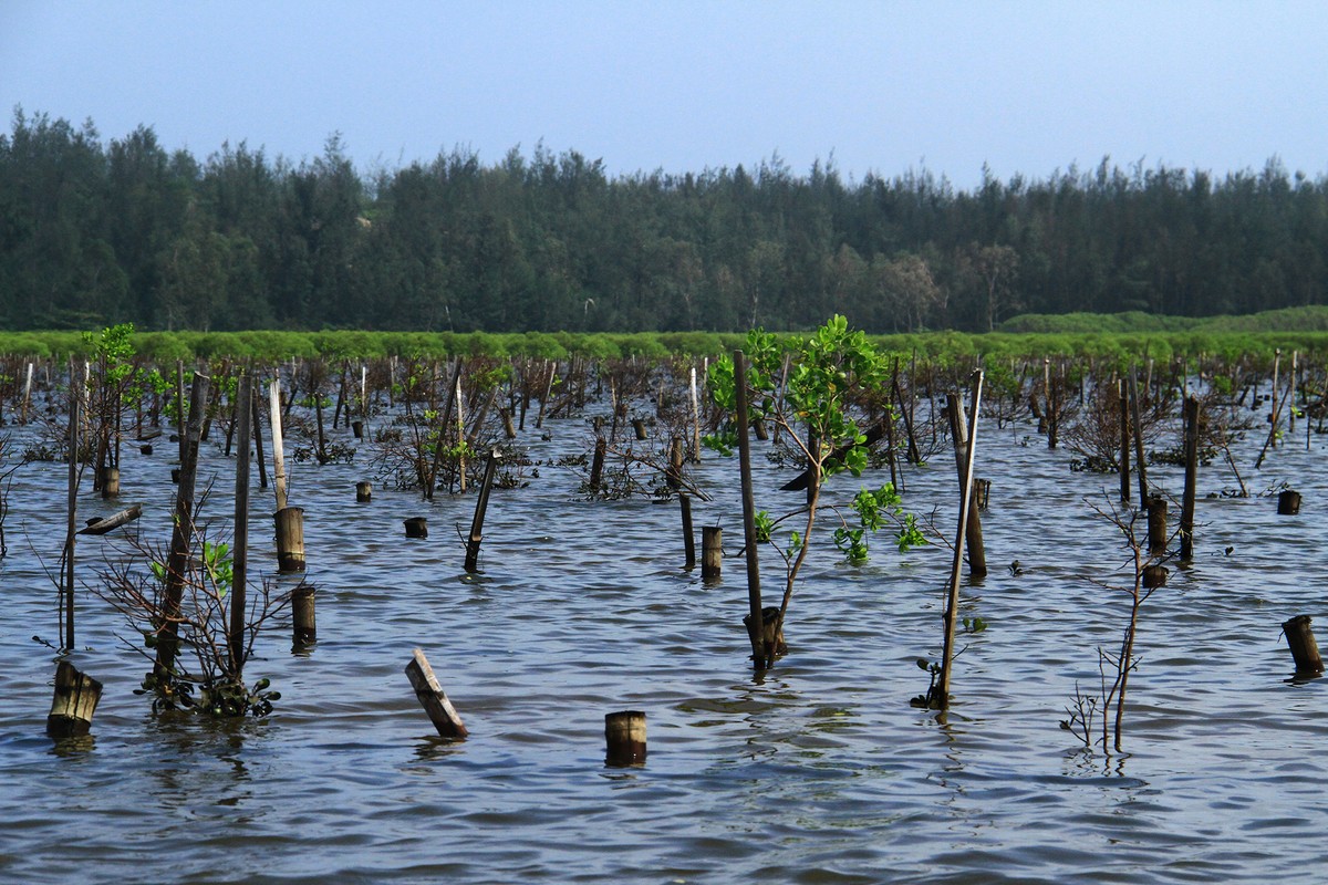 Đến nay, rừng ngập mặn vẫn tiếp tục được trồng.