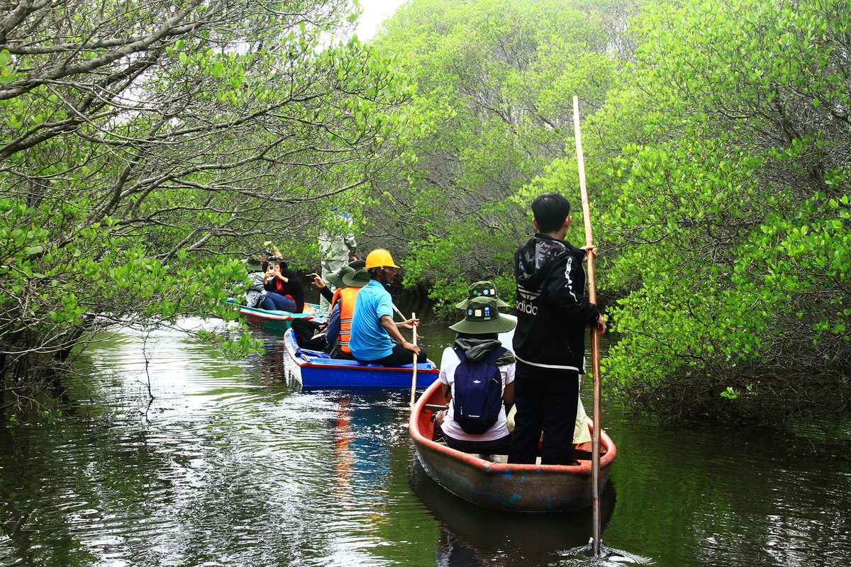 Tham quan rừng ngập mặn.
