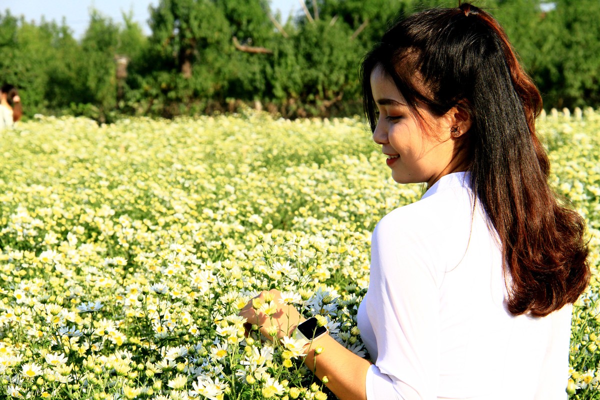 Cúc Họa mi là loài hoa được săn đón mỗi dịp Đông về. Cúc Họa mi là loài hoa được săn đón mỗi dịp Đông về.