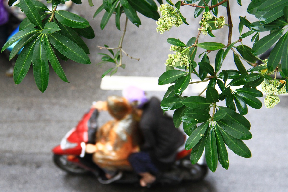 Năm nay hoa Sữa kém hương hơn những mùa cũ. Ảnh: Thành Nguyễn.