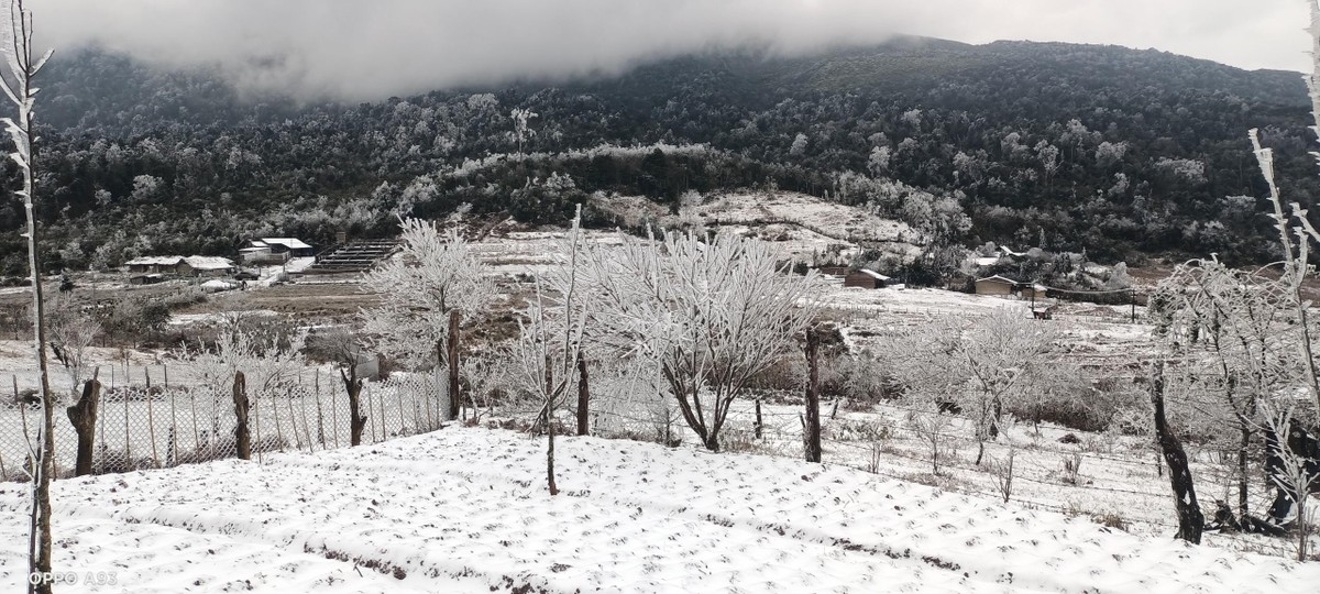 Vườn cây phủ tuyết.