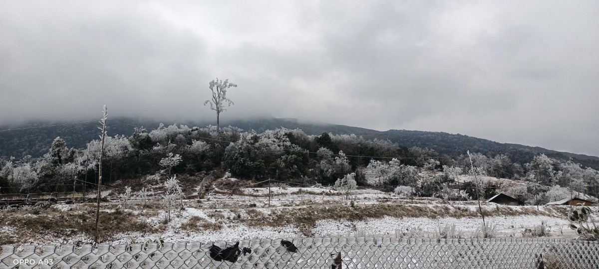Những ngọn cây cao đóng băng.