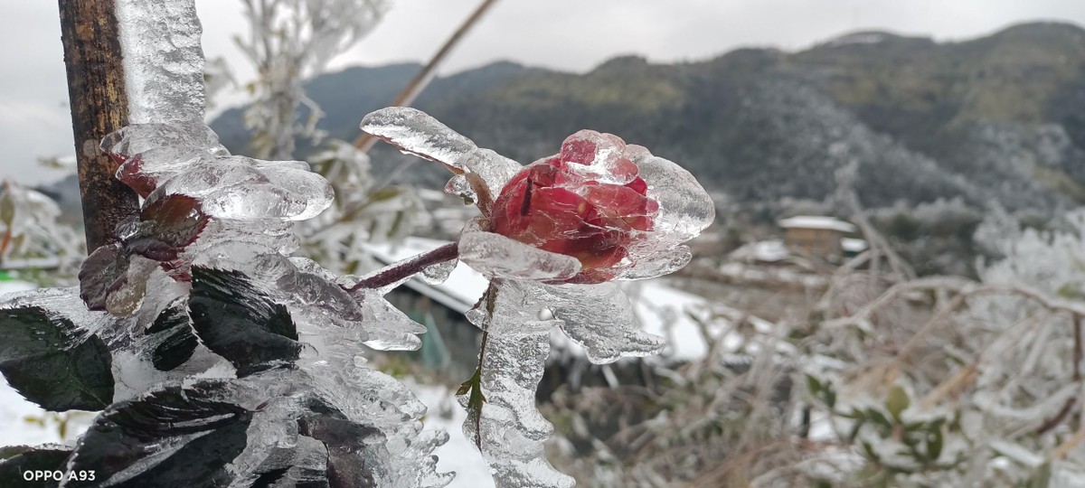 Nụ hồng mong manh.