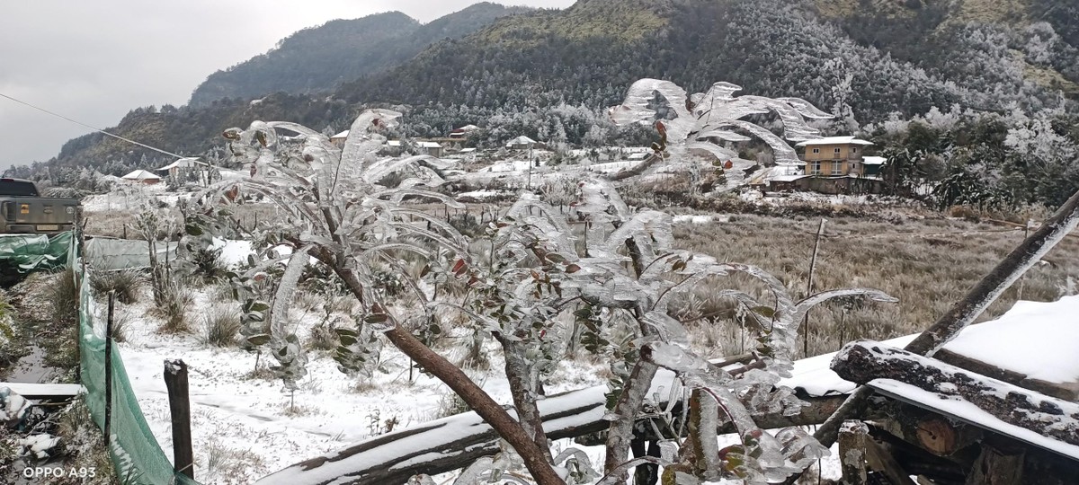 Một homestay được băng bao phủ.