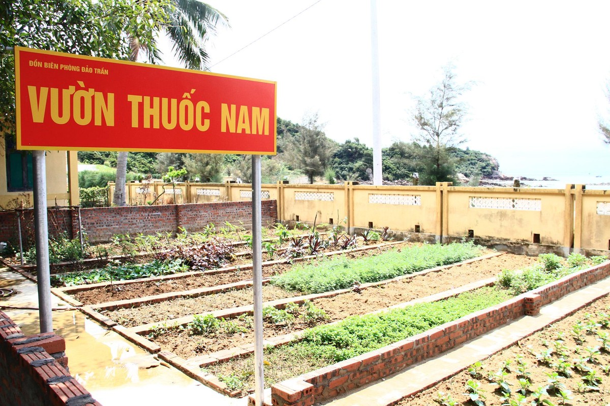 Vườn thuốc Nam ở Đồn biên phòng số 6. Ảnh: Thành Nguyễn.