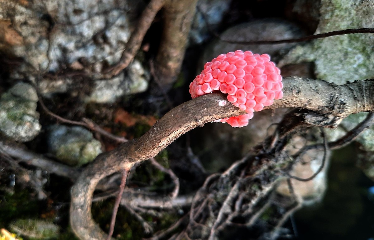 Ổ trứng ốc bươu vàng gắn với tuổi thơ nhiều đứa trẻ quê. Ảnh: Thành Nguyễn.