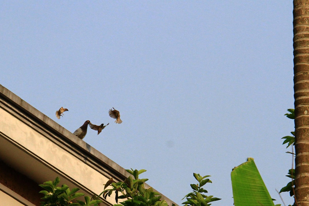 Xướng họa. Ảnh: Thành Nguyễn.