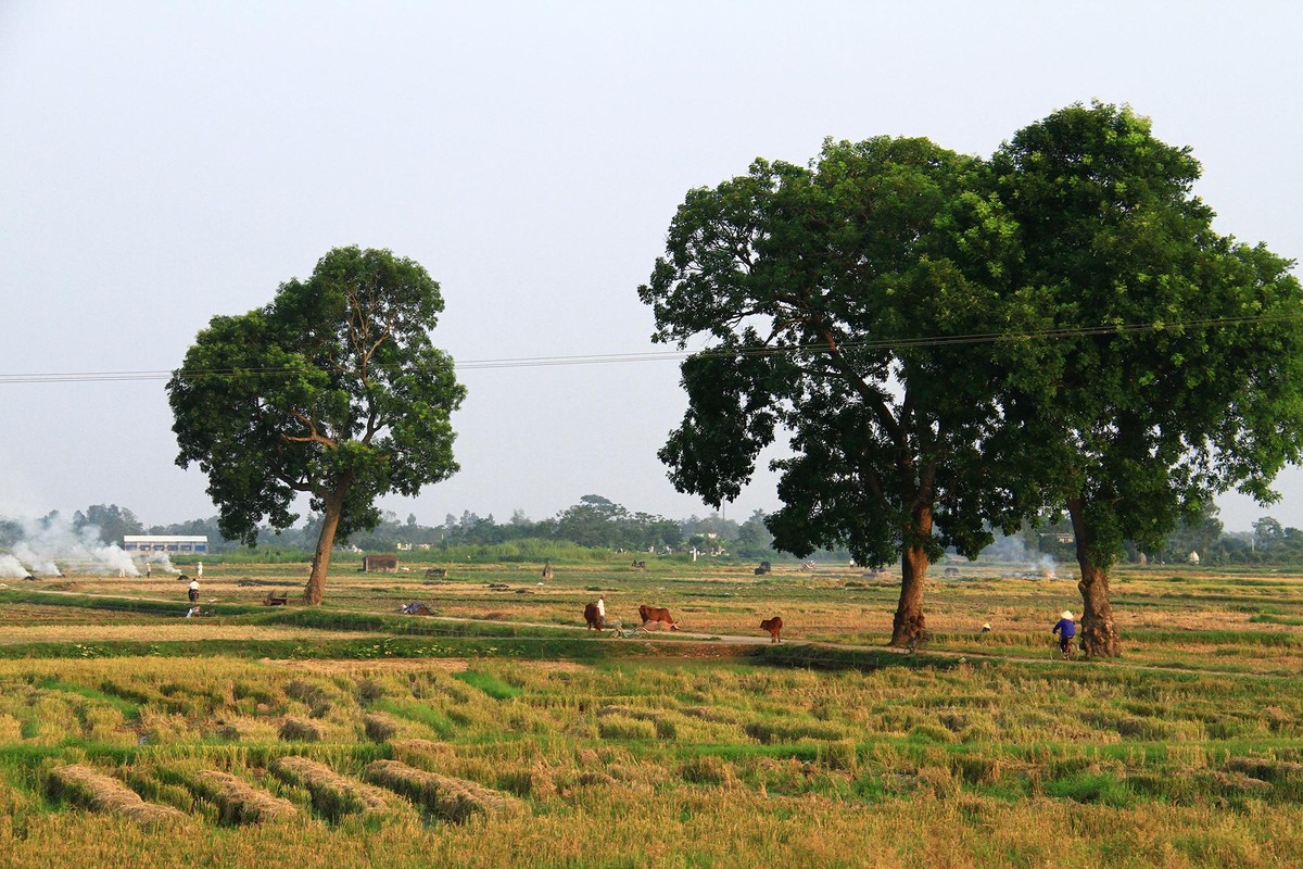 Cánh đồng sau mùa gặt. Ảnh: Thành Nguyễn.