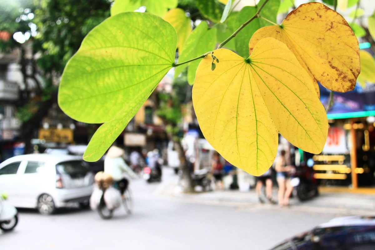 Hà Nội, một mùa Thu chưa xa. Ảnh: Thành Nguyễn.