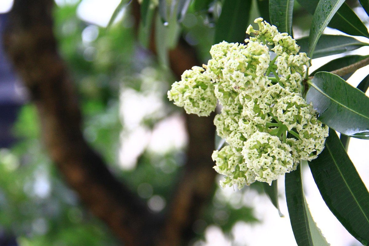 Thu về, cũng là lúc hoa sữa trổ bông đầy trên phố. Ảnh: Thành Nguyễn.