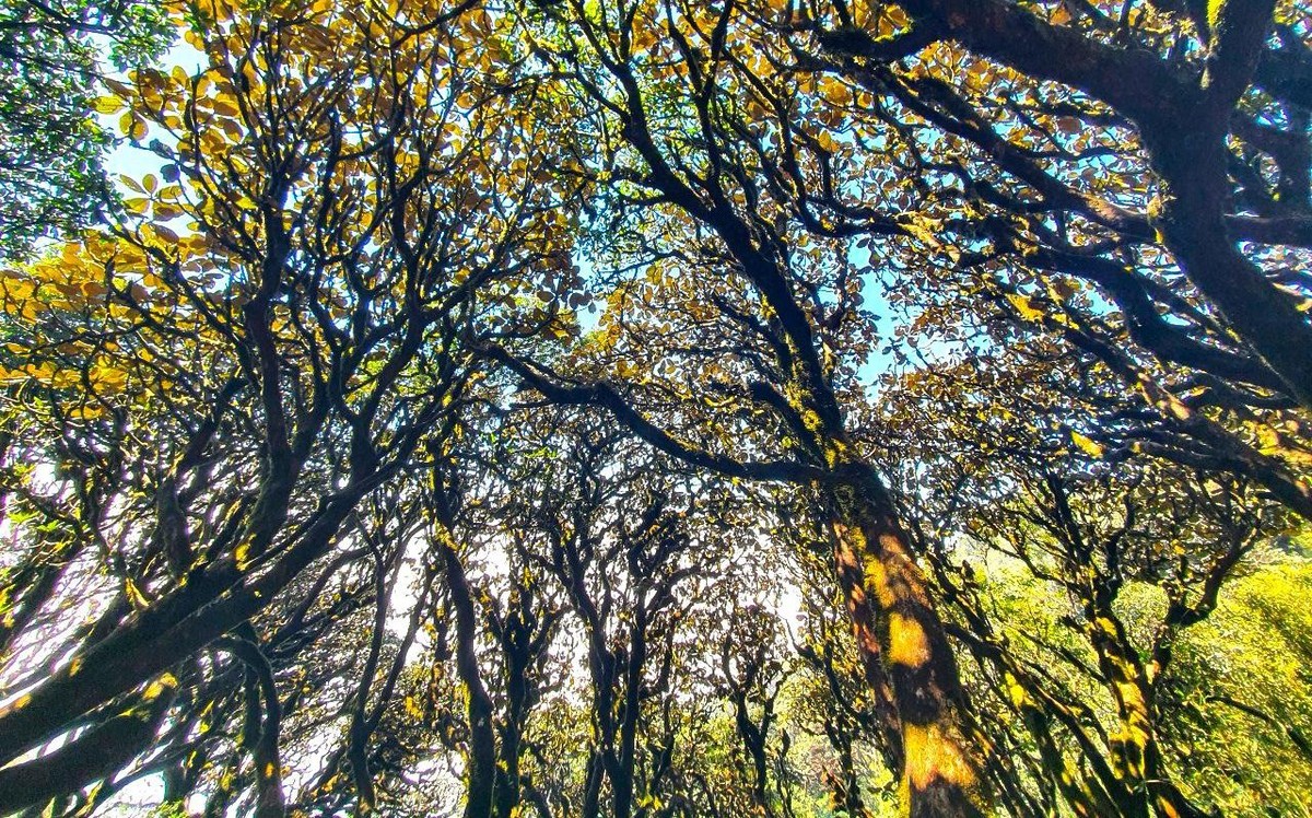 Cảnh sắc rừng già.