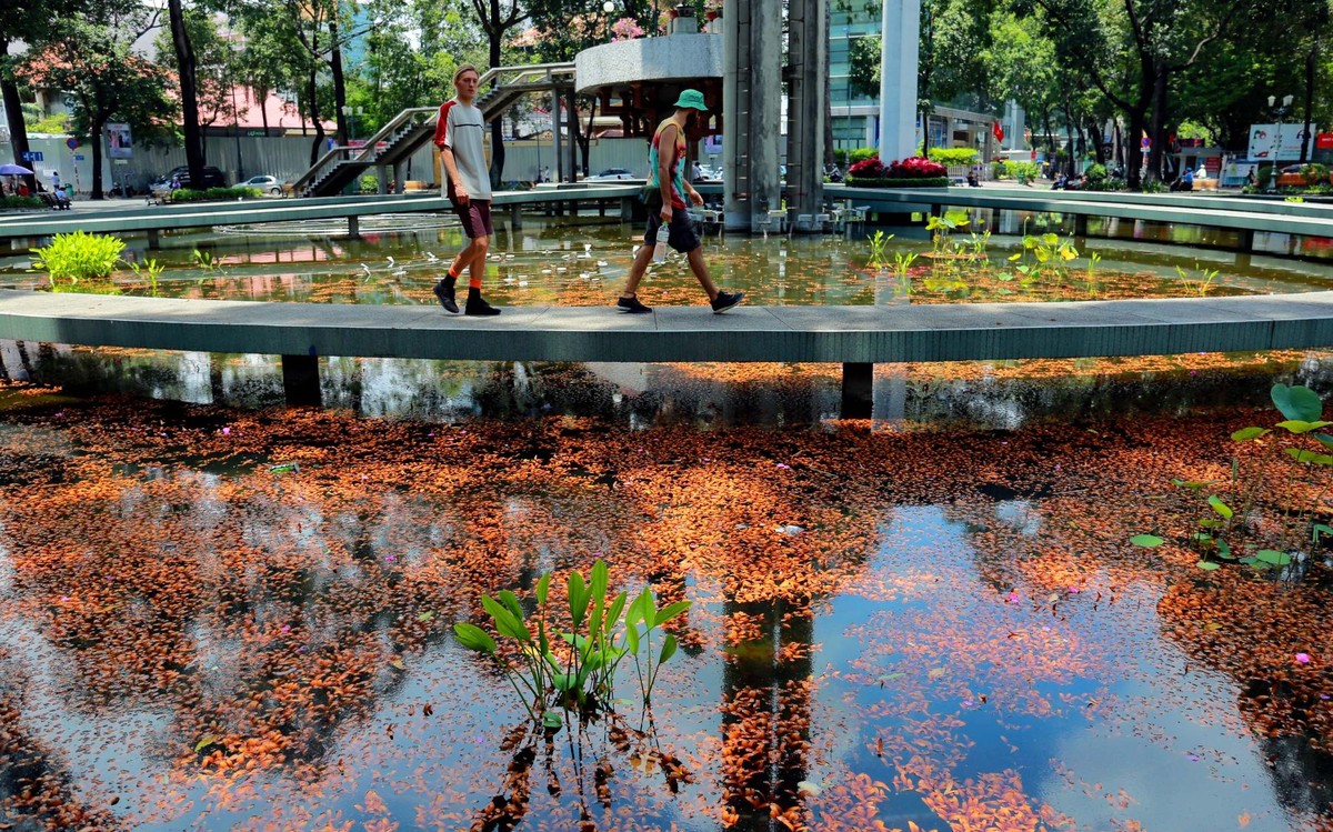 Sài Gòn mùa Sao Đen rụng trái (Hồ Con Rùa). Ảnh: Internet.