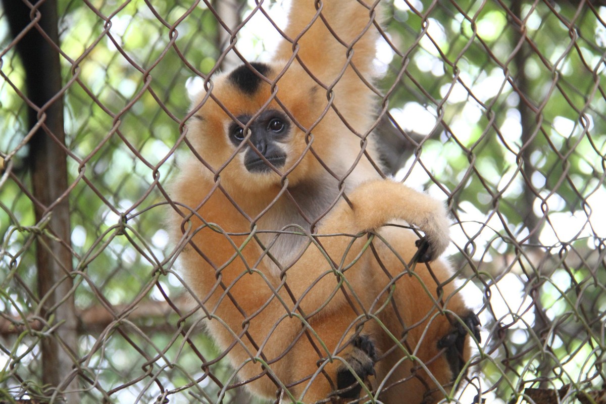 Một loài linh trưởng quý đang được chăm sóc tại trung tâm. Ảnh: Thành Nguyễn.