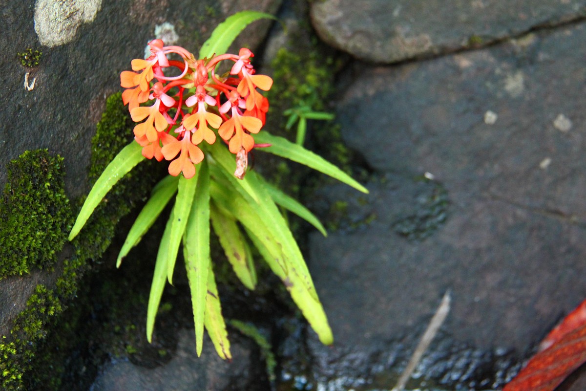 Lan Kiến cò đỏ chỉ mọc trên đá. Ảnh: Thành Nguyễn.