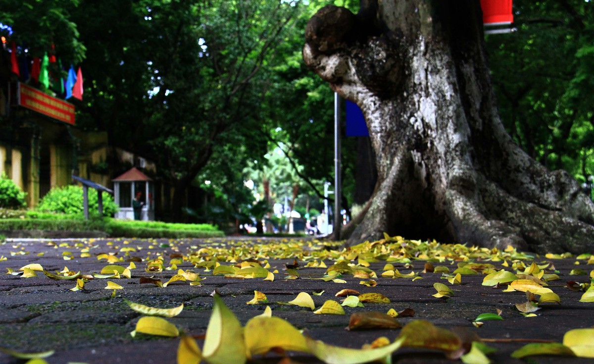 Thu về trên phố. Ảnh: Bình Minh.
