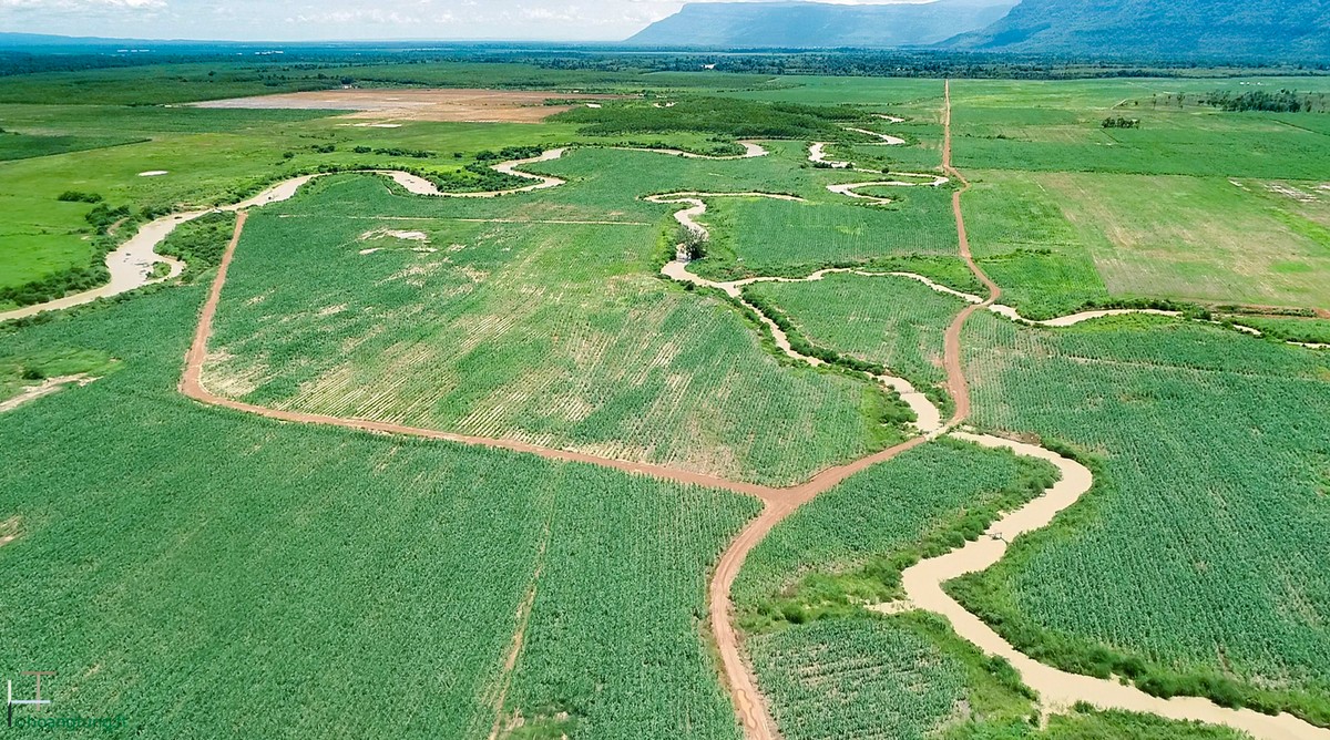 Nông trường TTC AgriS tại tỉnh Attapeu (Lào) được canh tác theo hướng hữu cơ