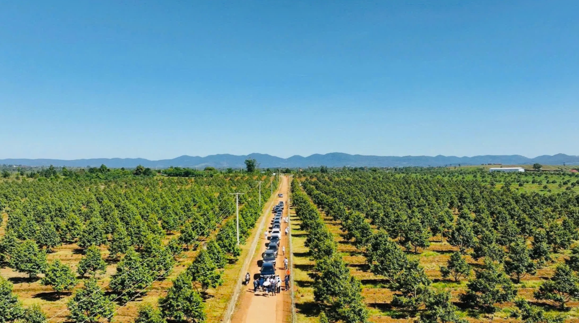 Các dự án sầu riêng, chuối và cà phê tại Đại Thắng (Paksong, Lào), một trong những vùng nguyên liệu chủ lực, quy mô lớn gắn với các nhà máy chế biến của HAGL được trồng, chăm sóc bài bản. Các dự án sầu riêng, chuối và cà phê tại Đại Thắng (Paksong, Lào), một trong những vùng nguyên liệu chủ lực, quy mô lớn gắn với các nhà máy chế biến của HAGL được trồng, chăm sóc bài bản.