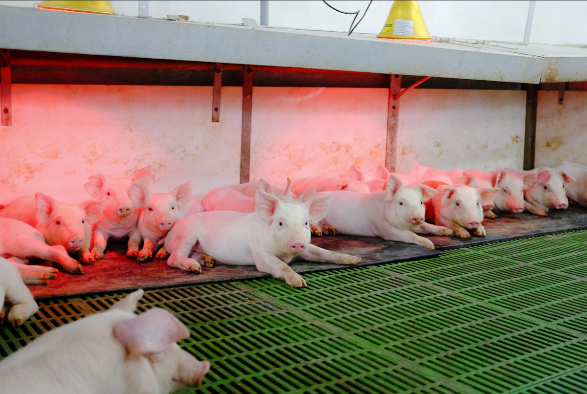 Nông nghiệp Hòa Phát hiện nằm trong Top 10 doanh nghiệp chăn nuôi lợn lớn nhất Việt Nam,