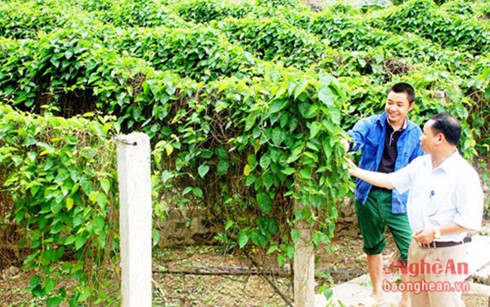 Trồng hoa thiên lý thu nhập cao gấp 3 - 4 lần các loại rau màu khác ảnh 1