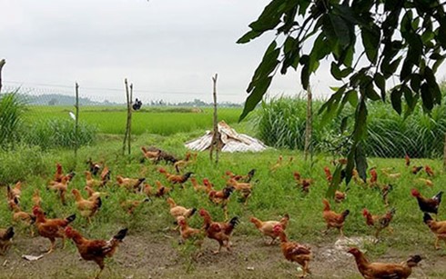 Nông dân “hốt bạc” nhờ nuôi gà “chạy bộ“ ảnh 1