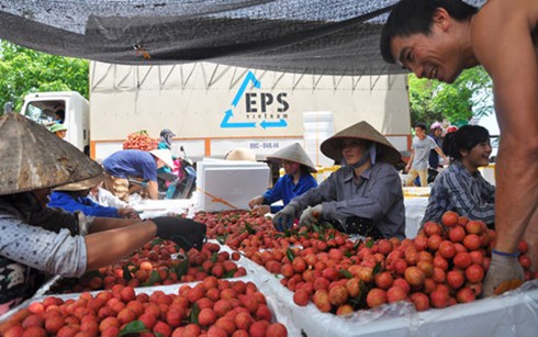 Vải thiều chính vụ có nguy cơ “cháy hàng” ảnh 1