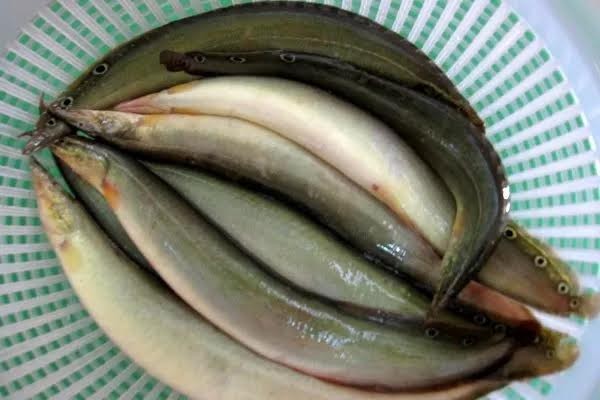 5 “thần dược” giá bình dân bổ như nhân sâm ảnh 1