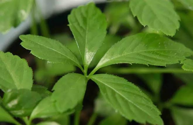 5 “thần dược” giá bình dân bổ như nhân sâm ảnh 2