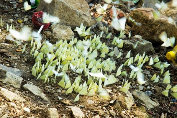 Ba Bể mùa bướm bay ảnh 5