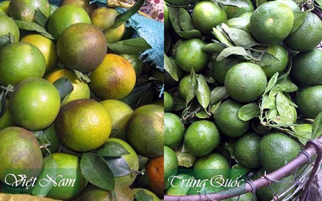 Dân Hà Nội “ăn quả lừa” vì cam Tàu đội lốt cam Việt Nam ảnh 7