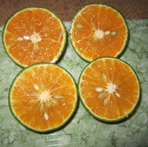 Dân Hà Nội “ăn quả lừa” vì cam Tàu đội lốt cam Việt Nam ảnh 9