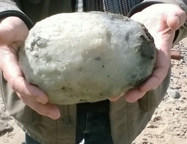 Nhặt được chất nôn cá voi bán giá gần 2 tỉ đồng ảnh 4