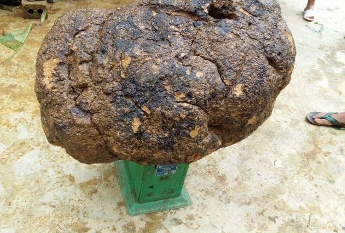 Đổ xô mua nấm u 1 triệu/kg: Thần dược chữa ung thư? ảnh 1