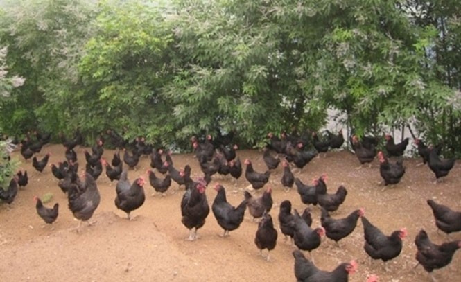 Giật mình trứng gà xanh siêu lạ, mỗi ngày bán 10.000 quả ảnh 1