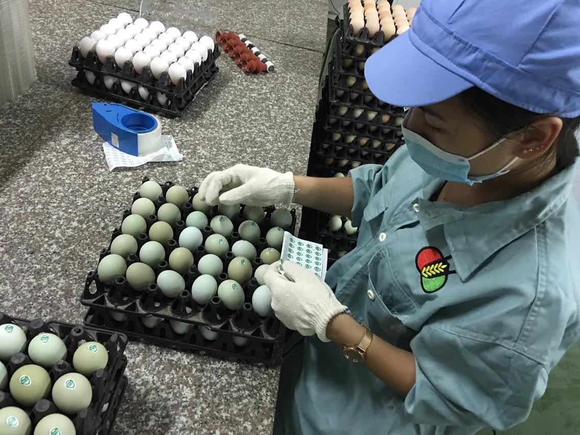 Giật mình trứng gà xanh siêu lạ, mỗi ngày bán 10.000 quả ảnh 6