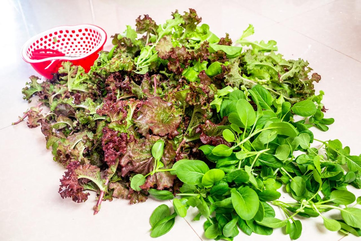 Vườn rau treo ngược trên trần nhà của chàng trai 9X ảnh 10