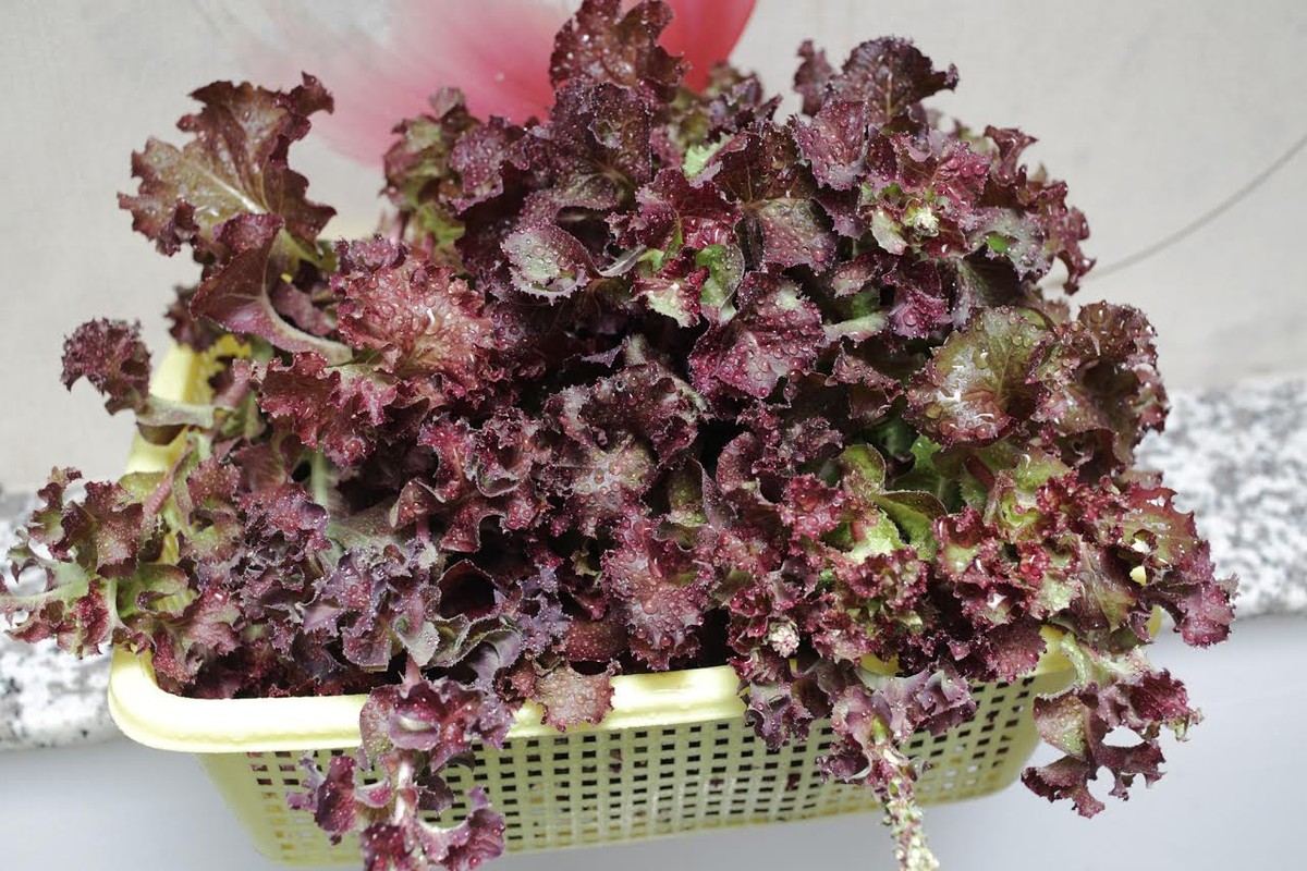 Vườn rau treo ngược trên trần nhà của chàng trai 9X ảnh 11