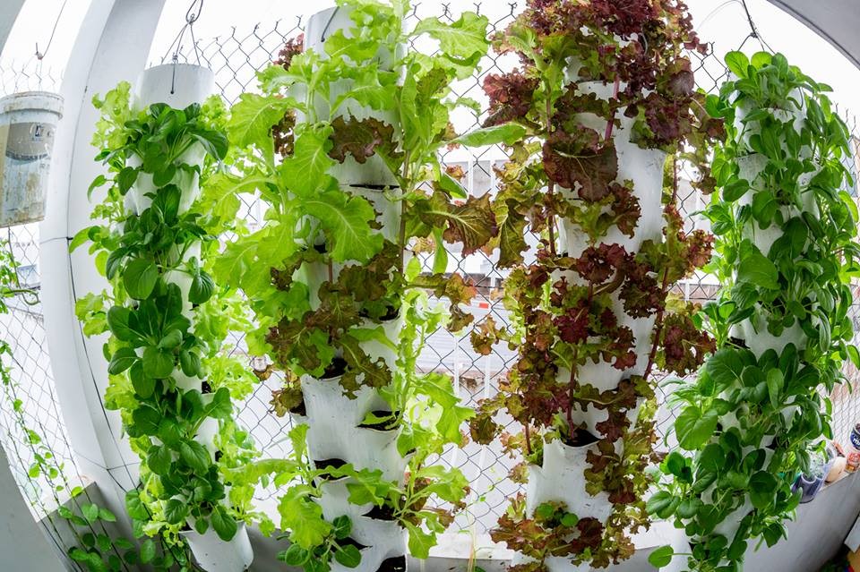 Vườn rau treo ngược trên trần nhà của chàng trai 9X ảnh 1