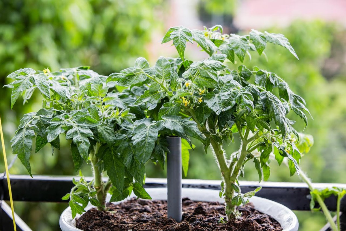 Vườn rau treo ngược trên trần nhà của chàng trai 9X ảnh 5