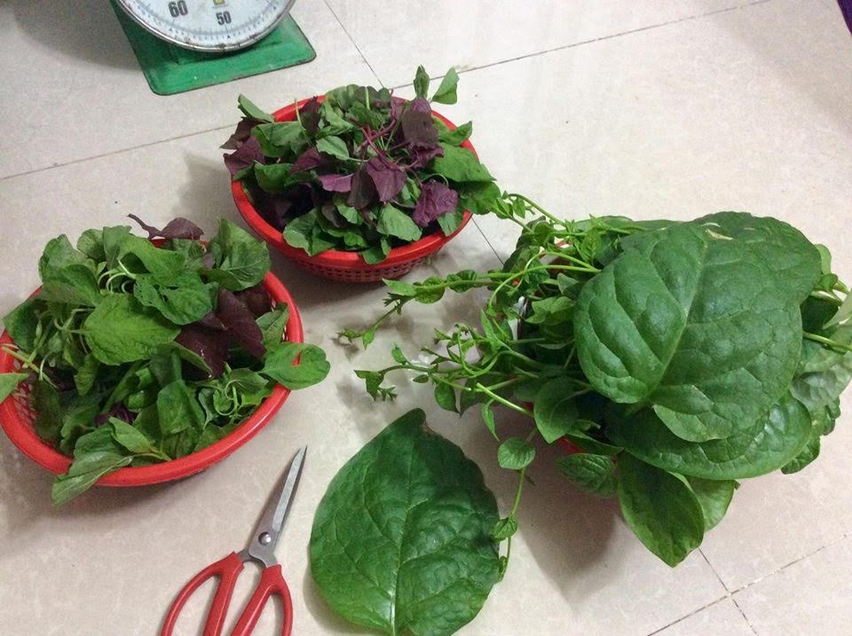 Vườn rau treo ngược trên trần nhà của chàng trai 9X ảnh 8