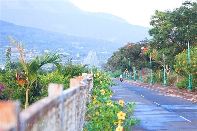 Rực rỡ sắc hoa Dã Quỳ Đà Lạt khi chạm ngõ tháng 11 ảnh 12