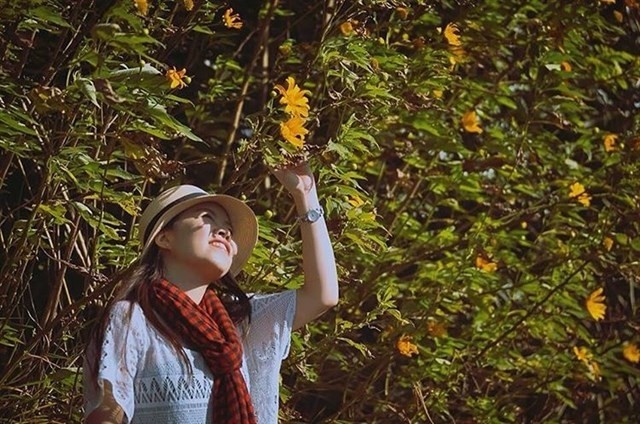 Rực rỡ sắc hoa Dã Quỳ Đà Lạt khi chạm ngõ tháng 11 ảnh 9