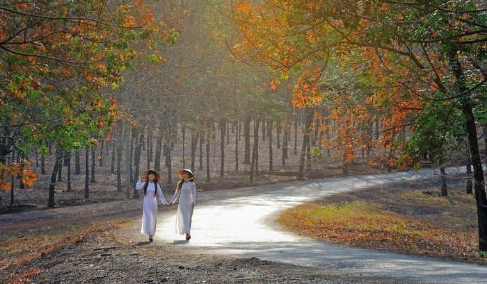 Những mùa thay lá quyến rũ nhất Việt Nam ảnh 2