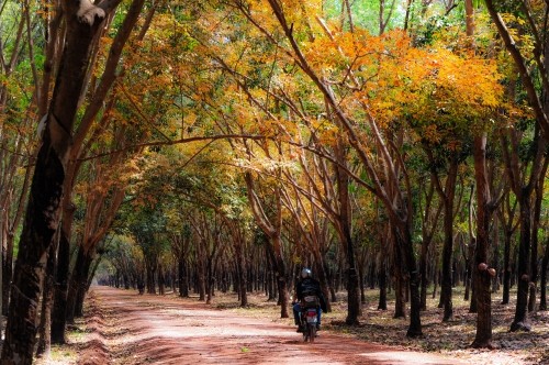 Những mùa thay lá quyến rũ nhất Việt Nam ảnh 3